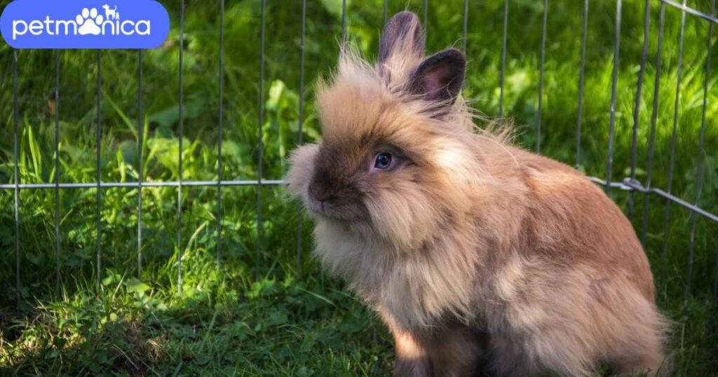 Brown Lionhead Rabbit Names