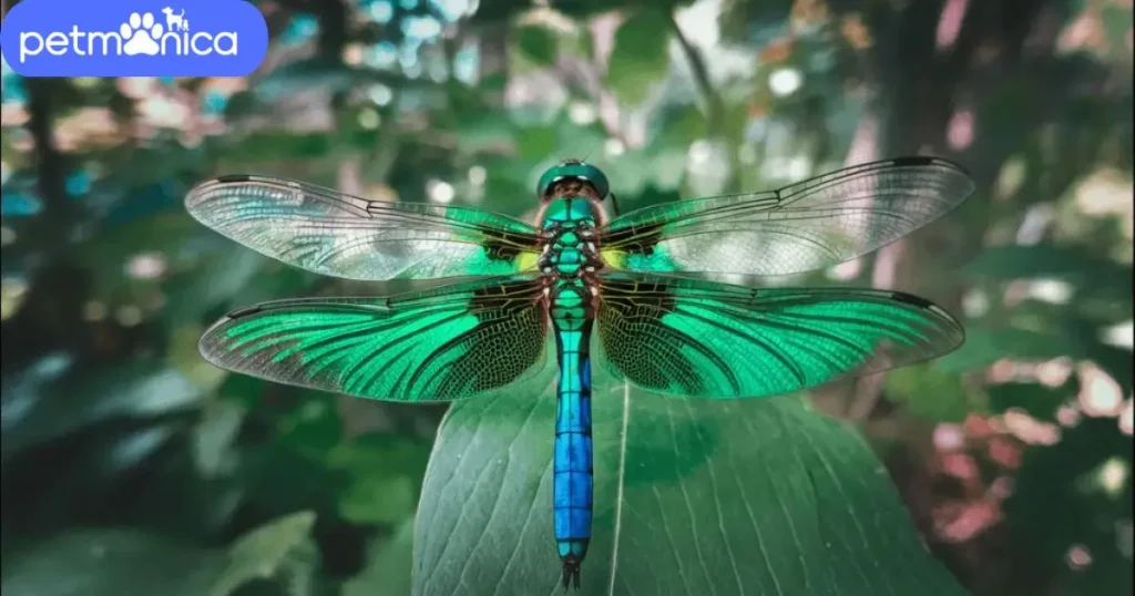 Catchy Blue Dragonfly Names