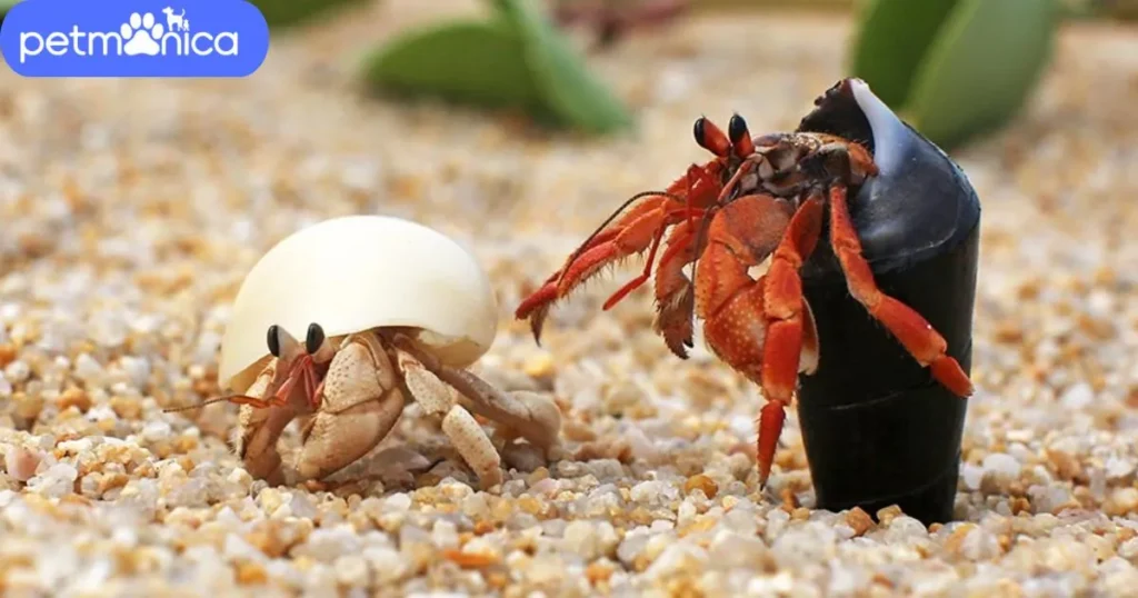 Catchy Pet Crab Names