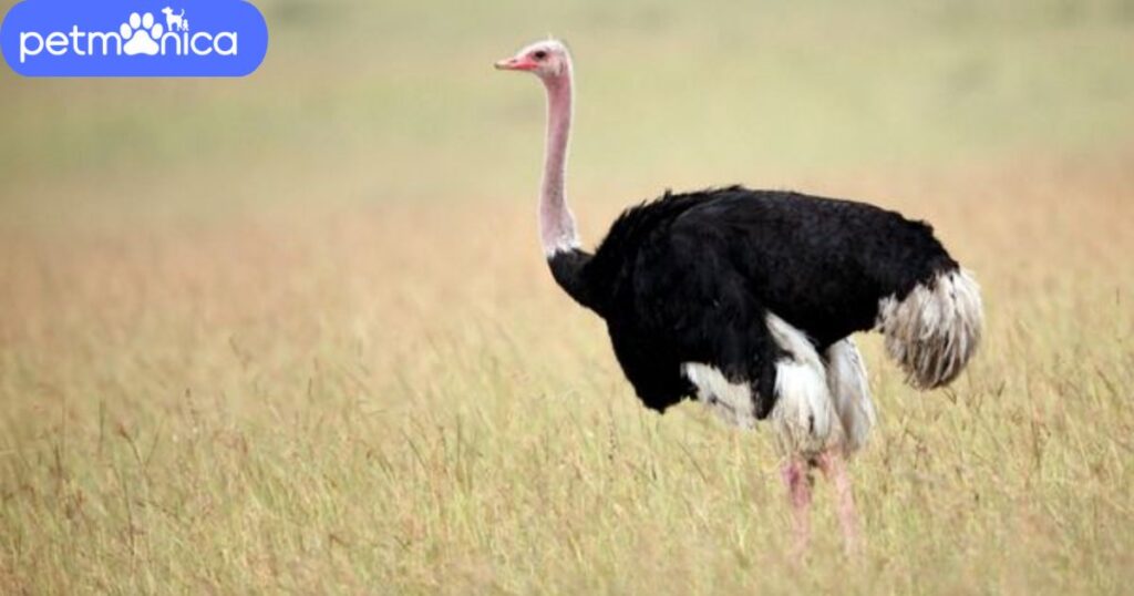 Catchy Pet Ostrich Names