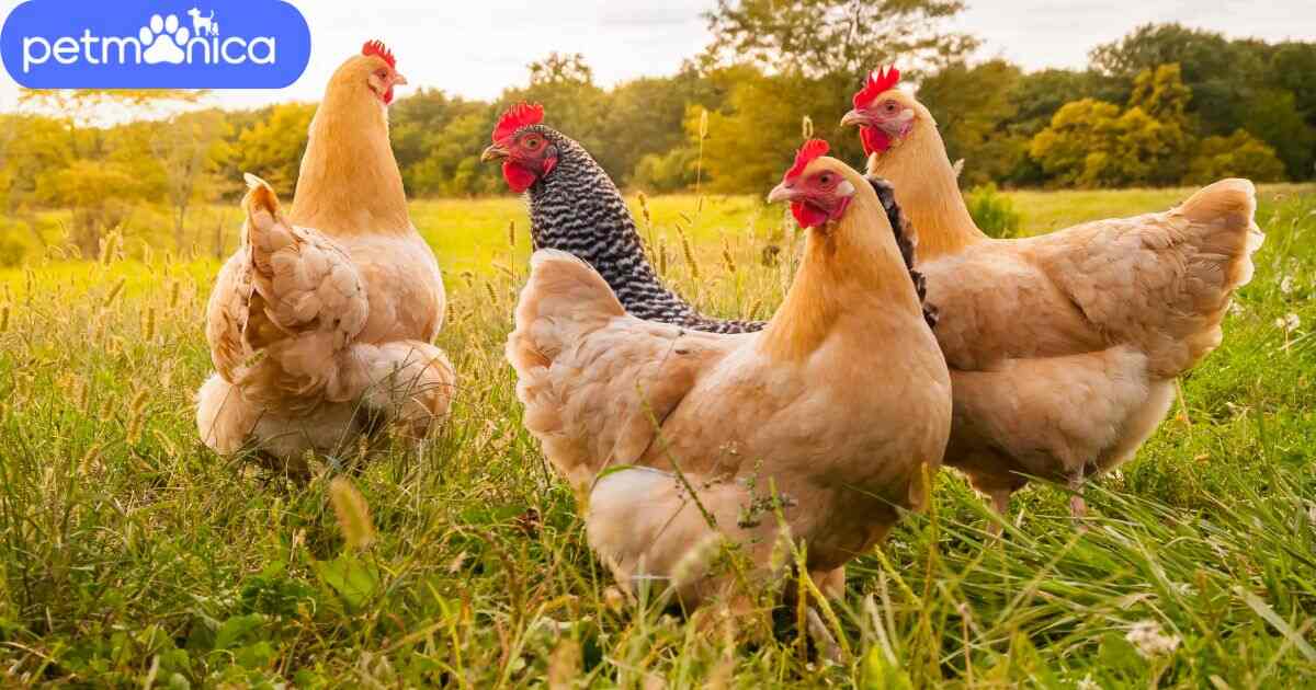Chicken Names