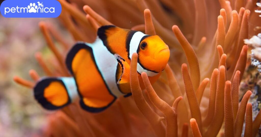 Clownfish Names