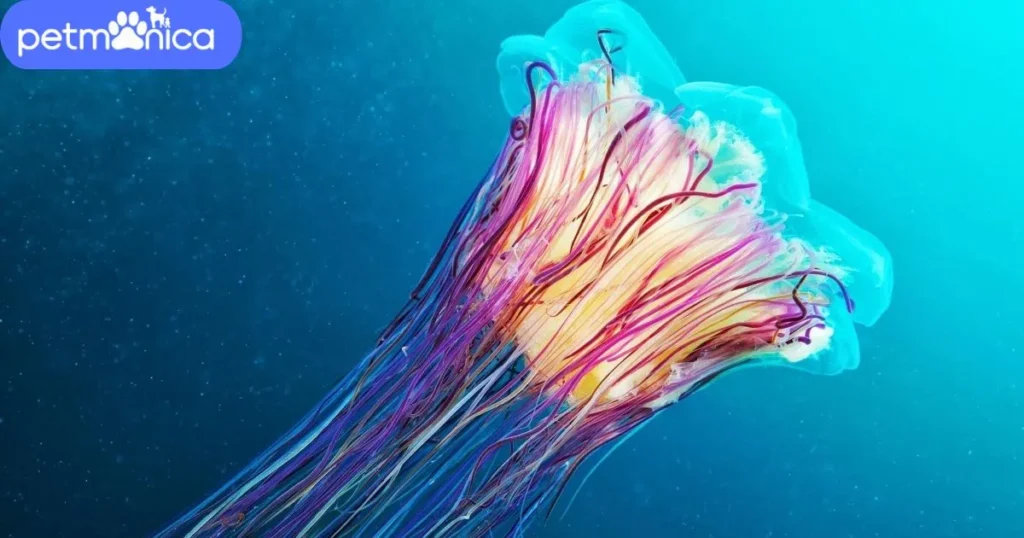 Color-Based Jellyfish Names