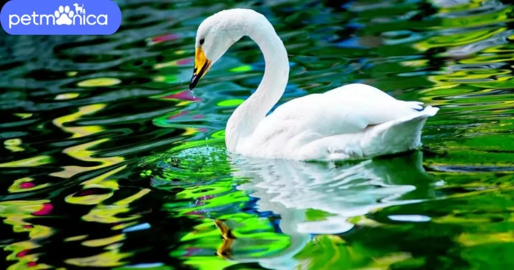 Color-Based Swan Names