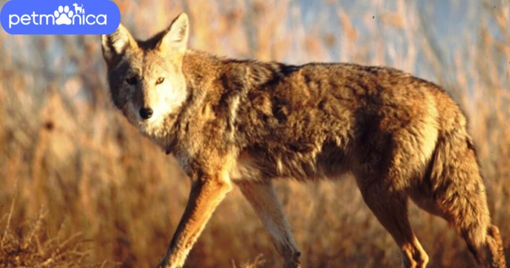 Color-Inspired Coyote Names