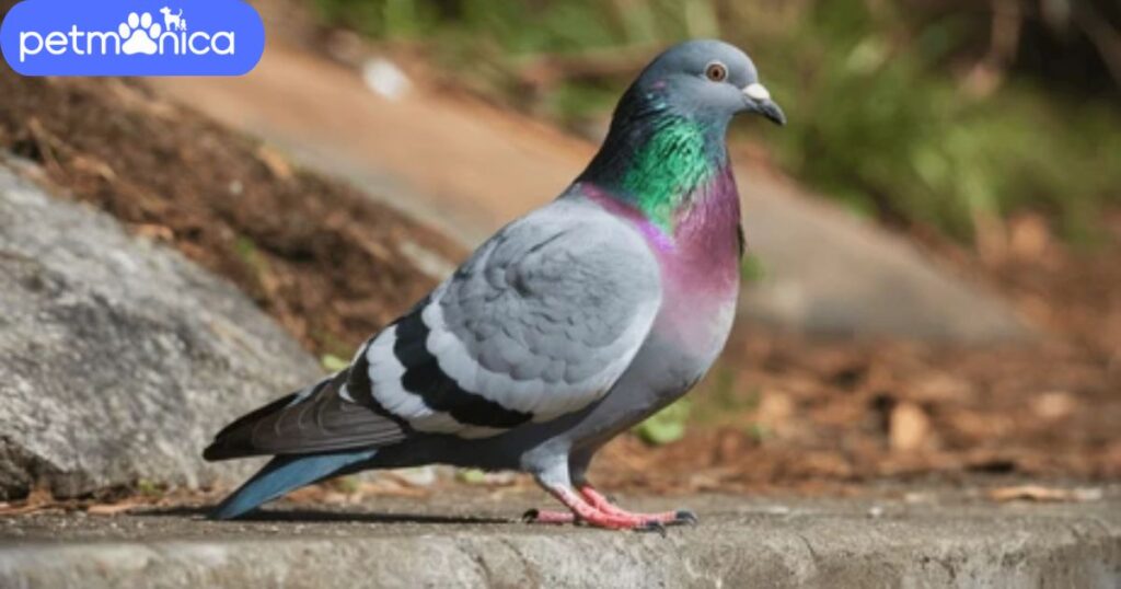 Color-Inspired Dove Names