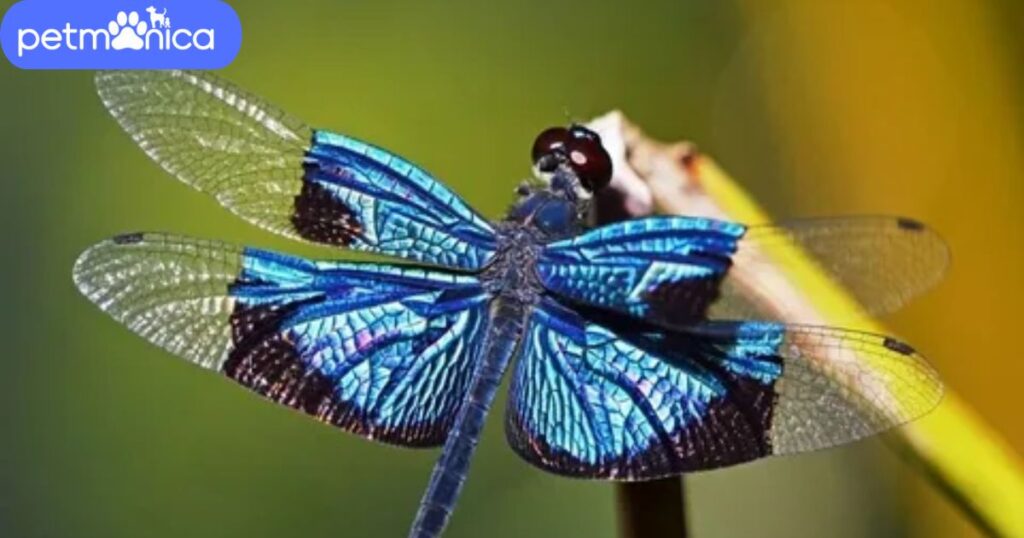 Color-Inspired Dragonfly Names