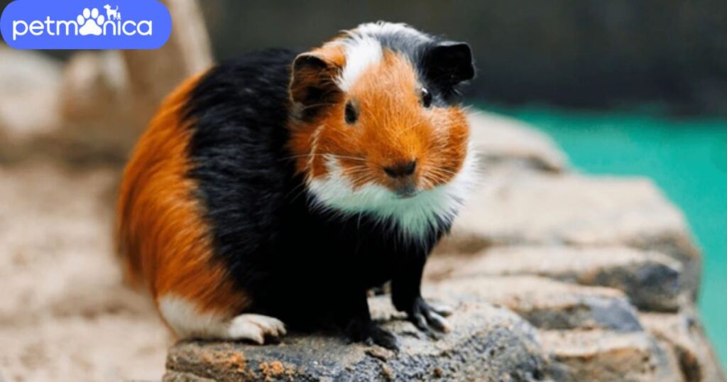 Colour-Inspired Guinea Pig Names