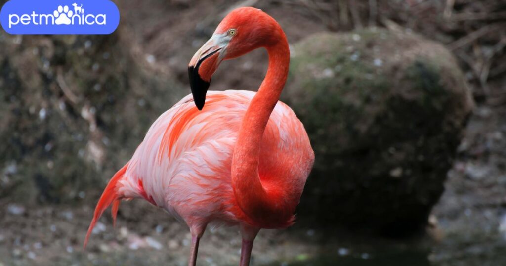 Cool Flamingo Names