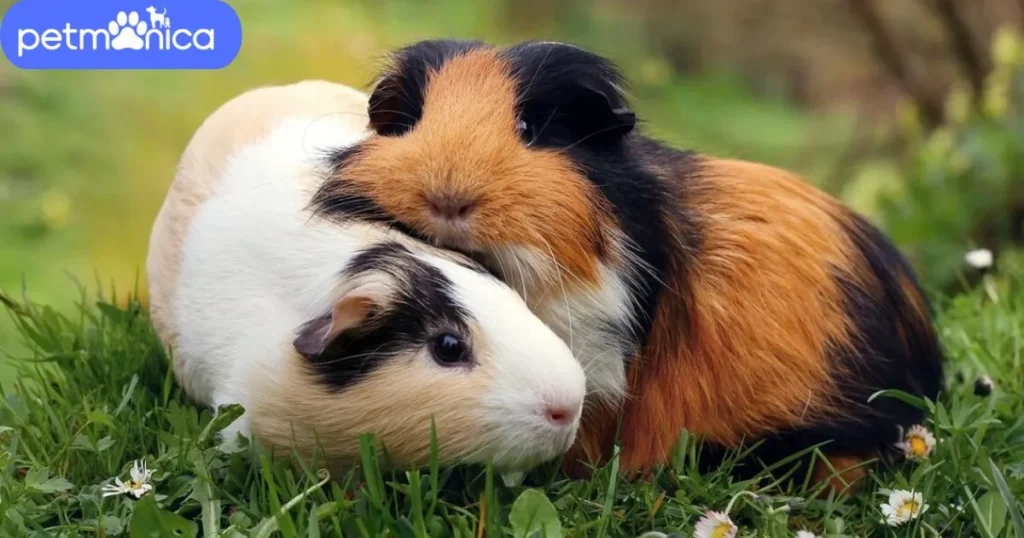 Cool Guinea Pig Names