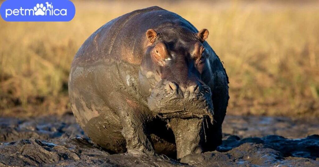 Cool Hippopotamus Names