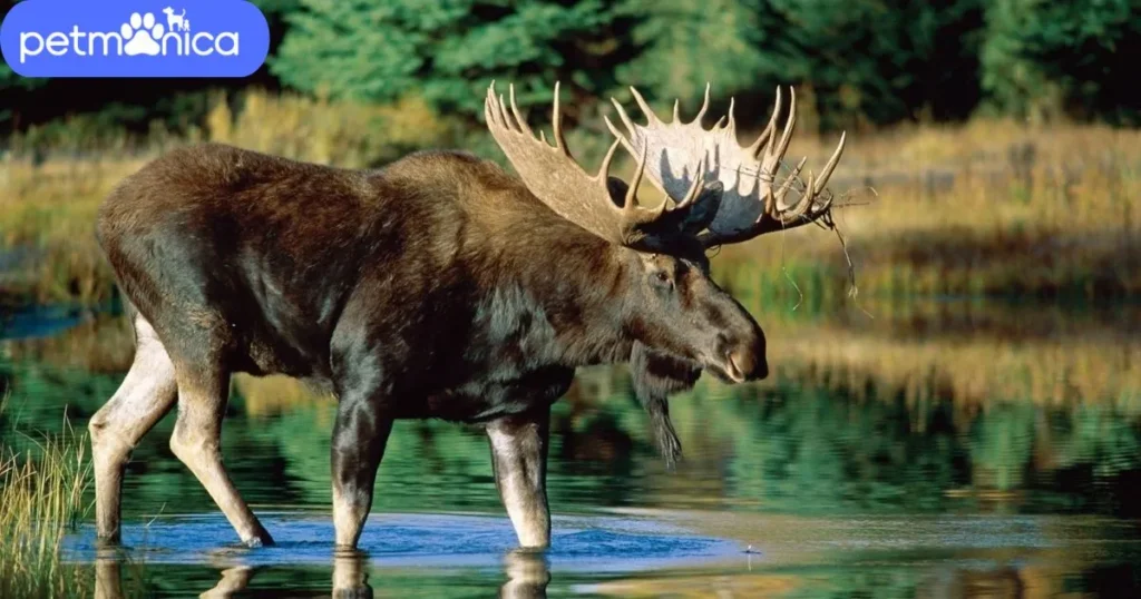 Cool Moose Names