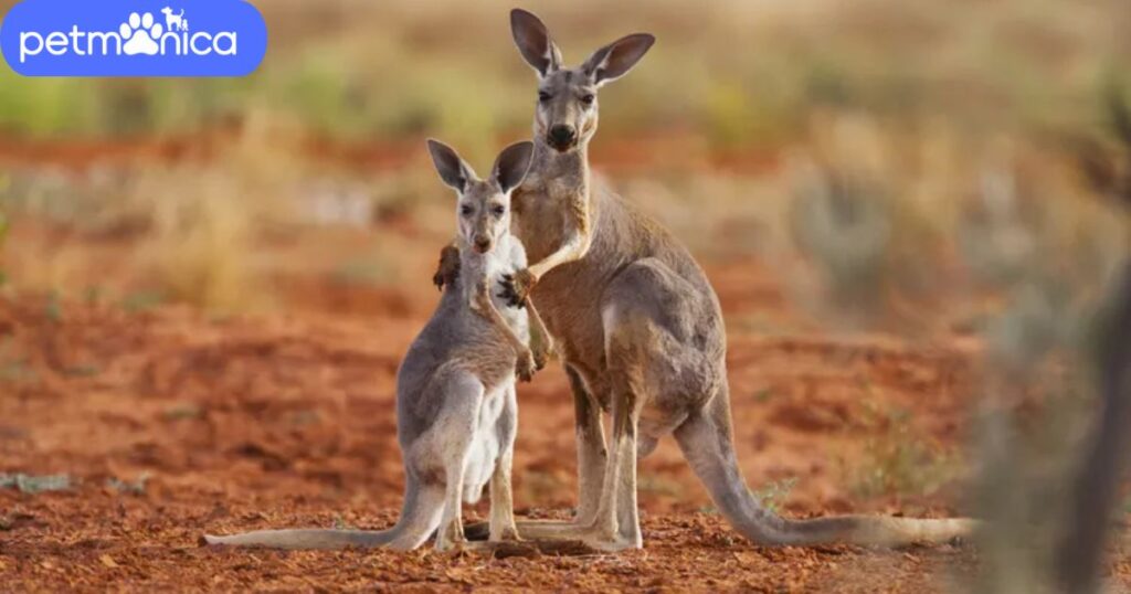 Cool Names for Kangaroos