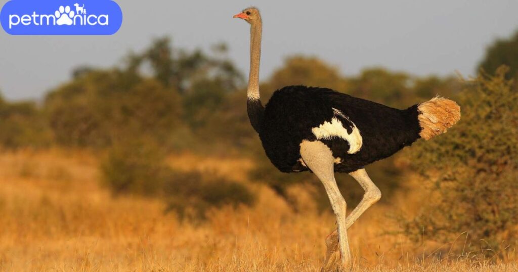 Cool Ostrich Names