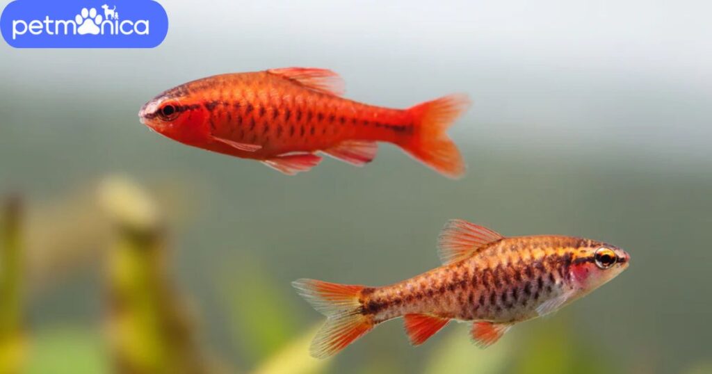 Cool Red Fish Names