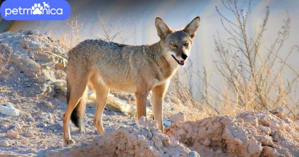 Coyote Names in Other Languages