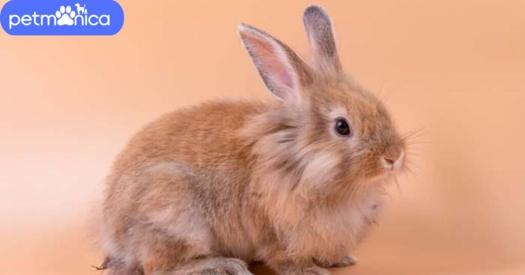 Cute Brown Rabbit Names