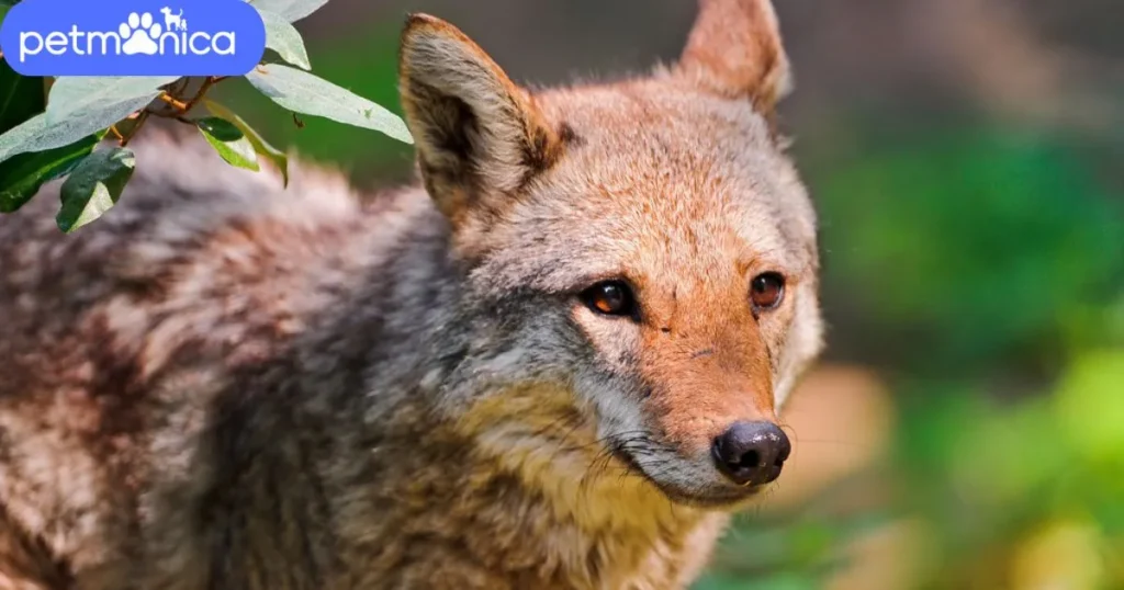 Cute Coyote Names