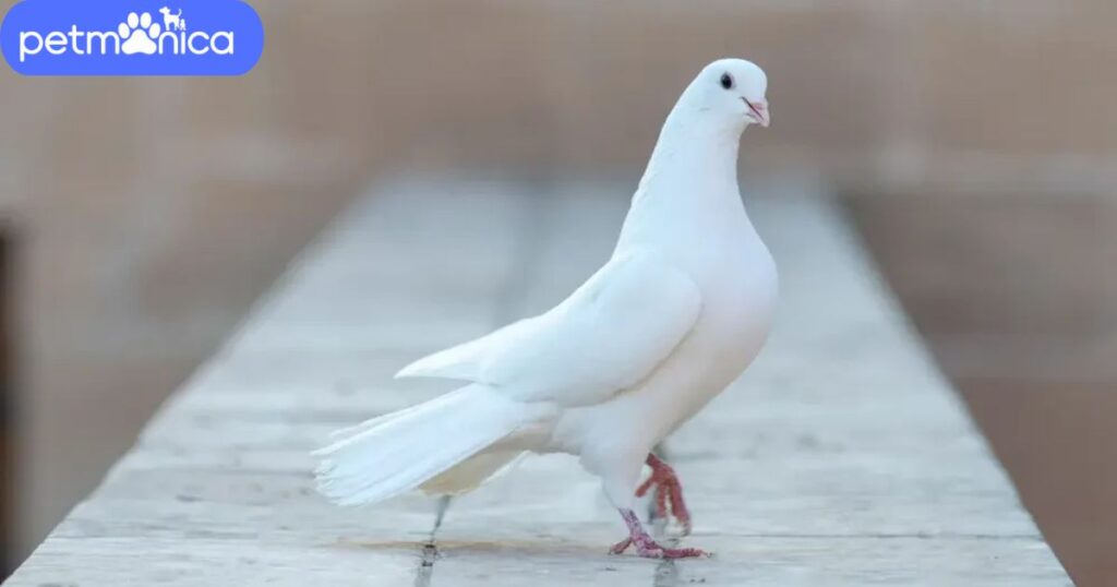 Cute Dove Names