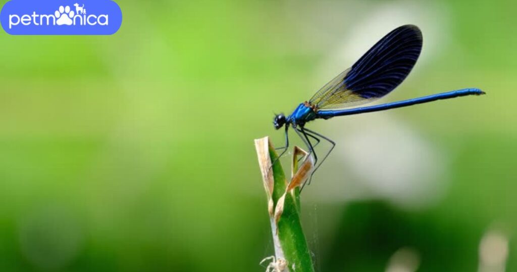 Cute Dragonfly Names