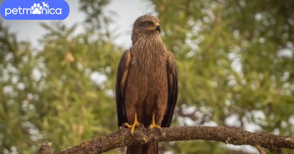 Cute Falcon Names