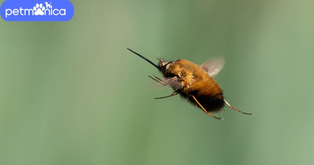 Cute Fly Names