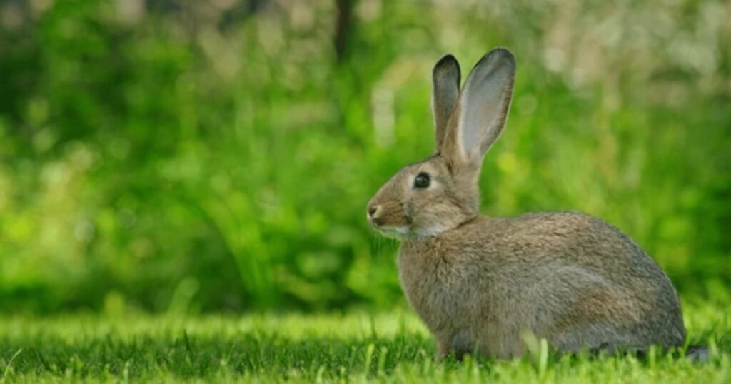 Cute Gray Rabbit Names