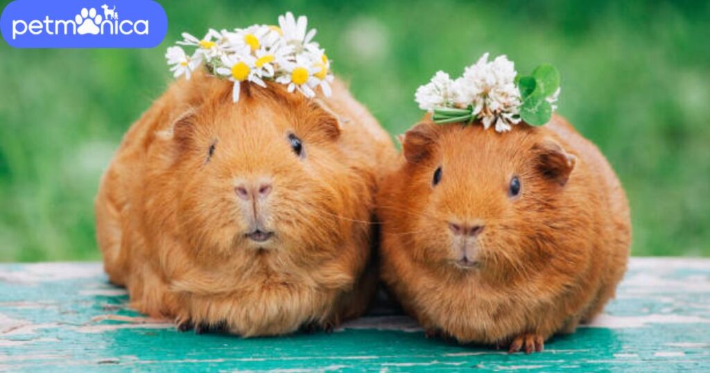 Cute Guinea Pig Names