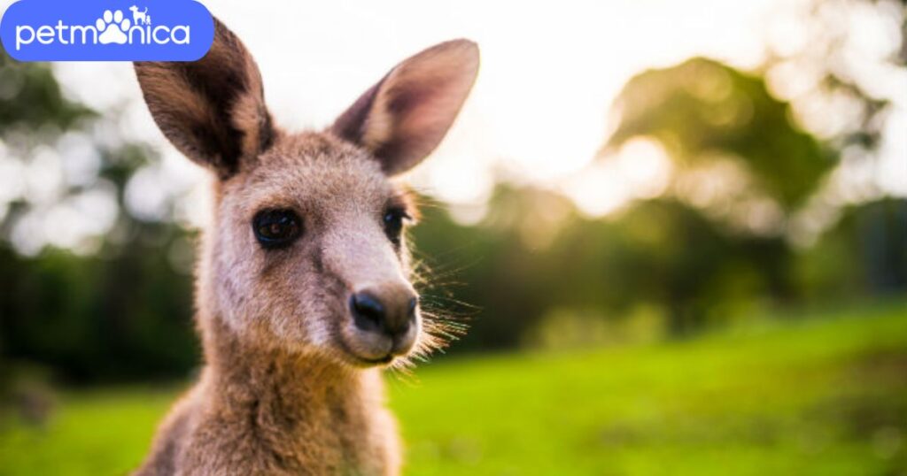 Cute Kangaroo Names