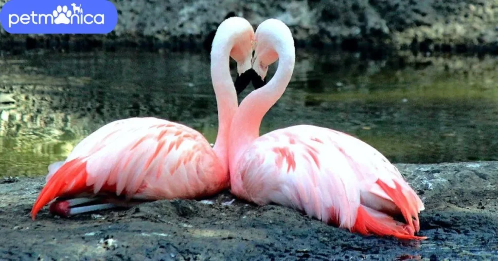 Cute Names for Flamingos