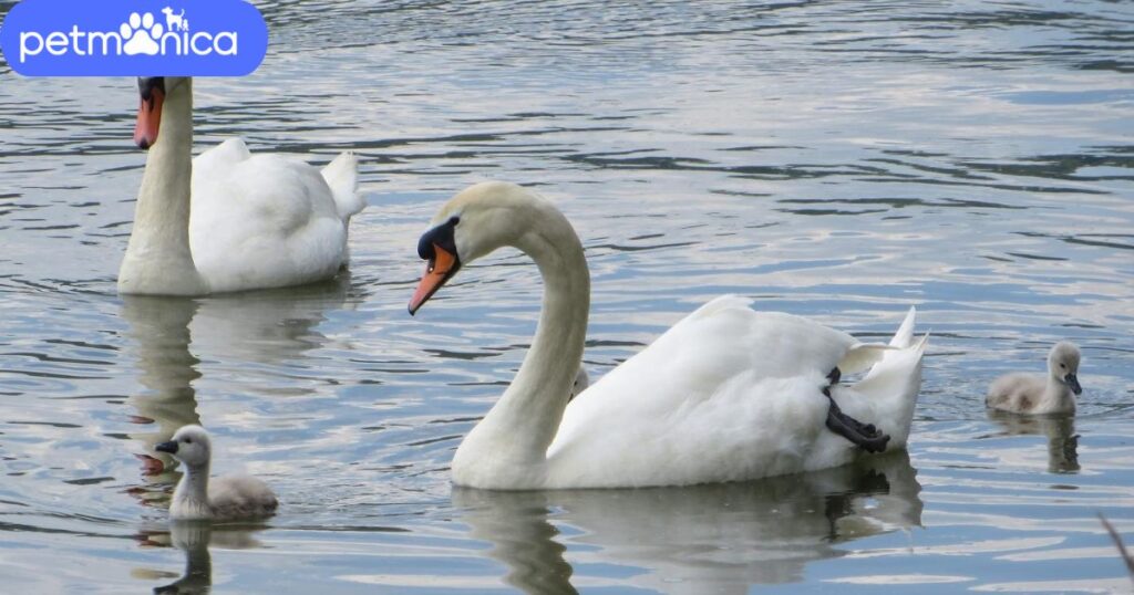 Cute Swan Names