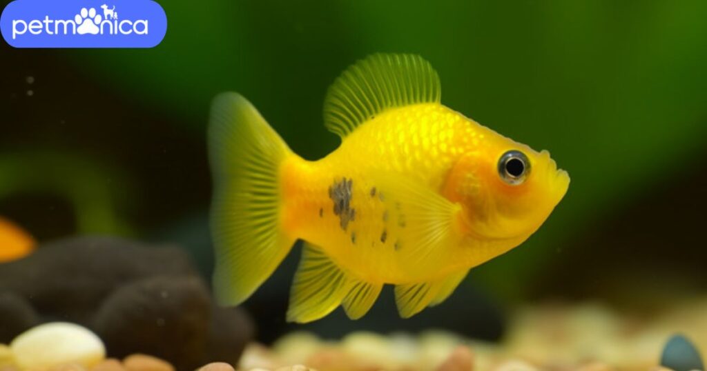 Cute Yellow Fish Names