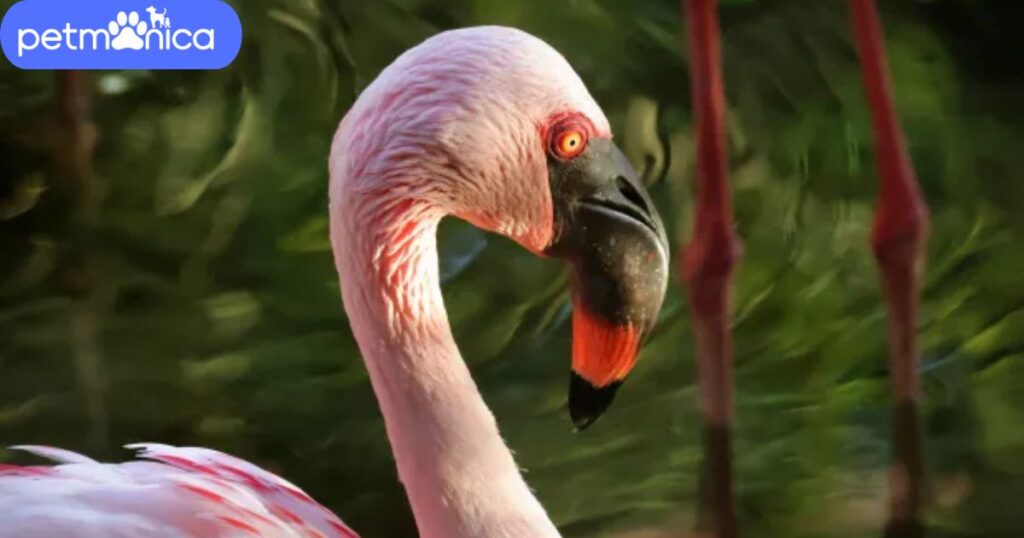 Disney Flamingo Names