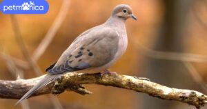 Dove Names