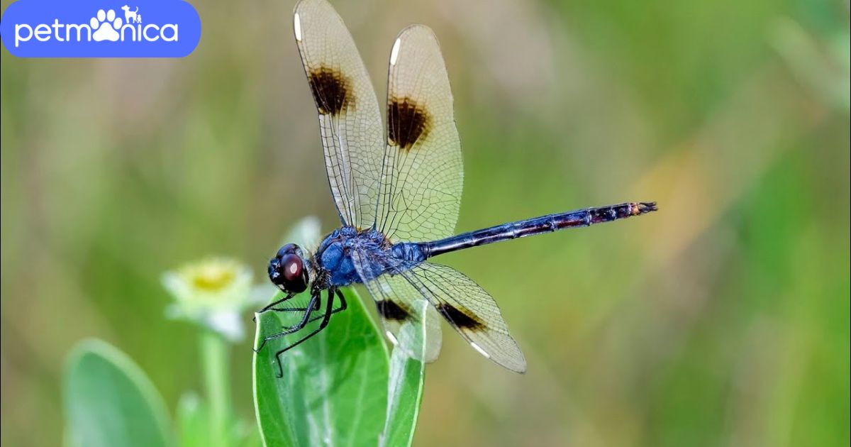 Dragonfly Names