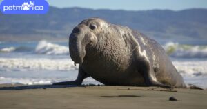 Elephant Seal Names