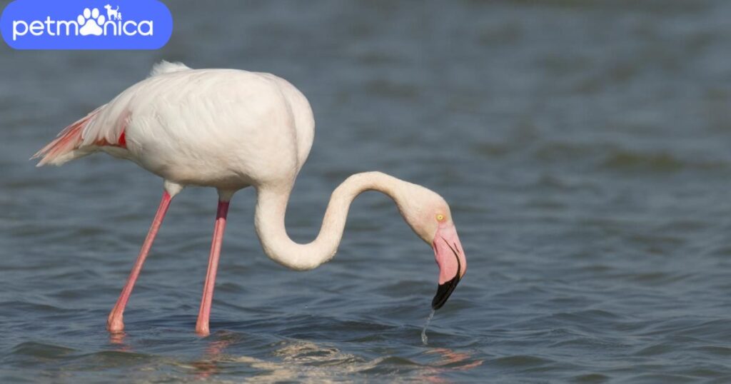 Famous Flamingo Names With Origin