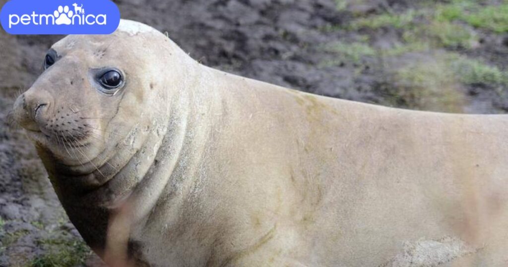 Famous Seal Names