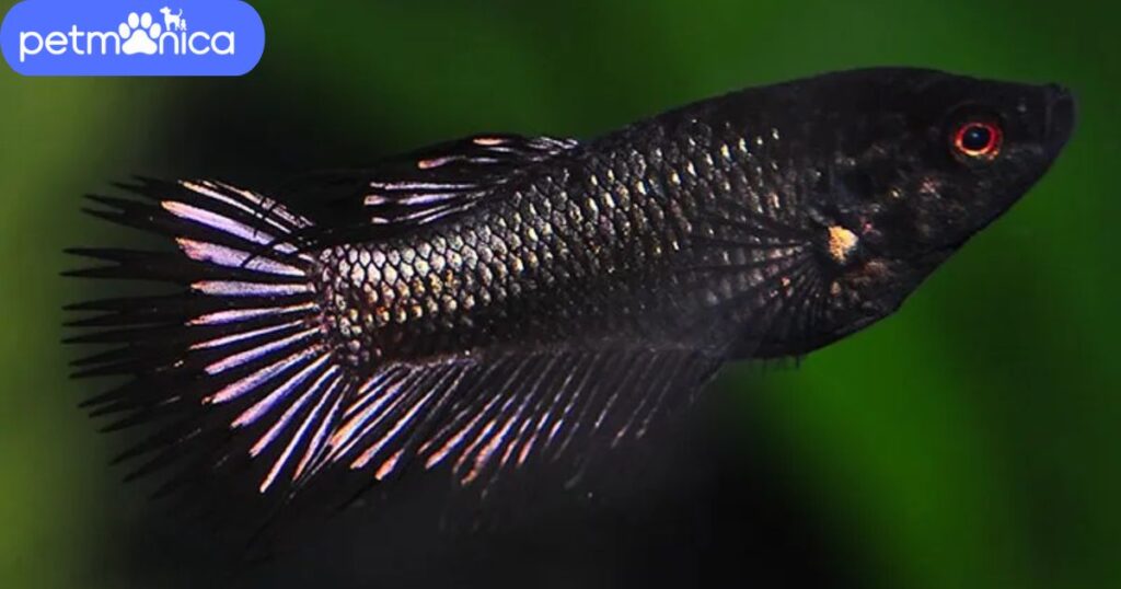 Female Black Fish Names
