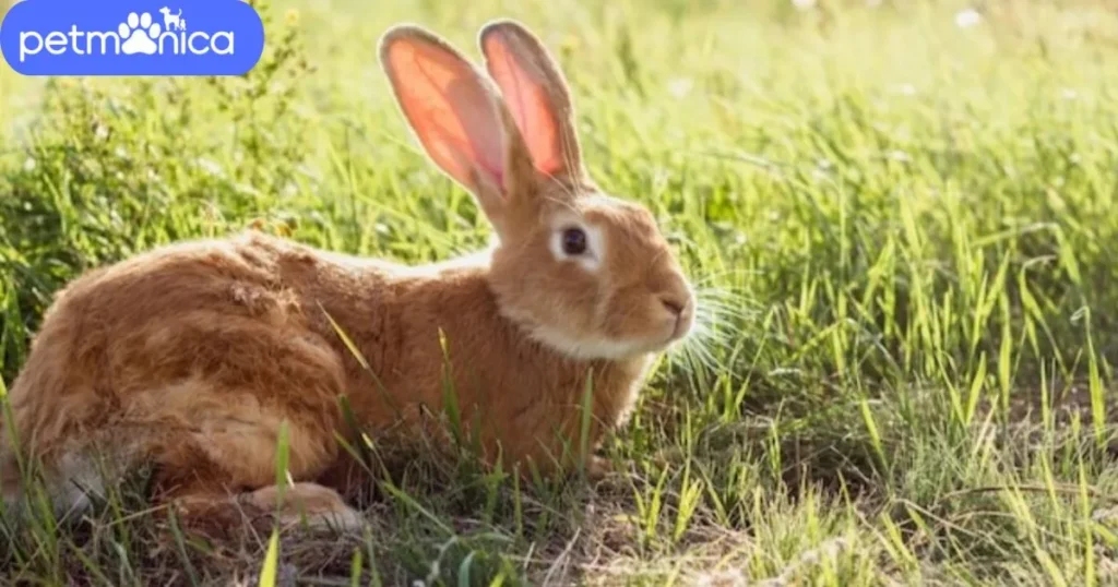 Female Brown Rabbit Names