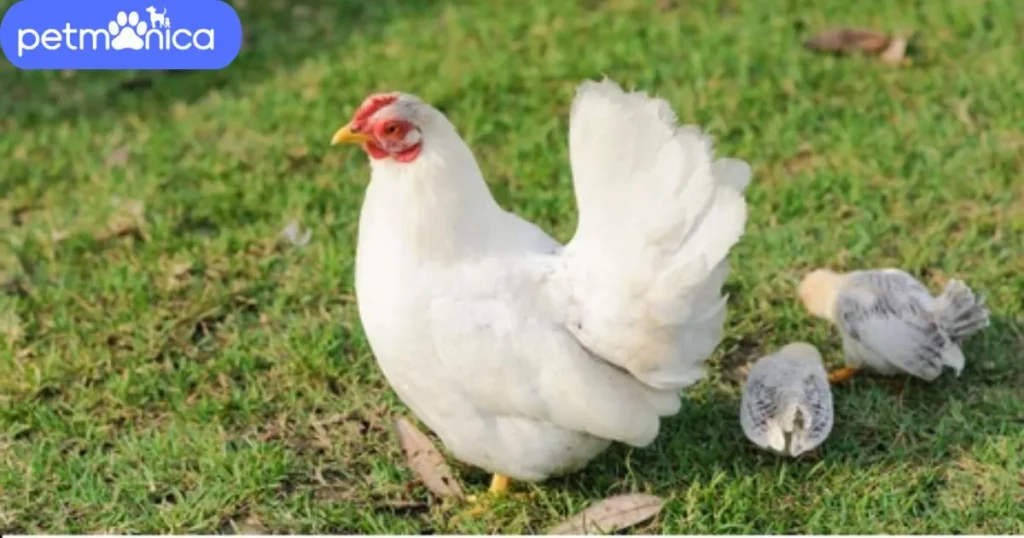 Female Chicken Names