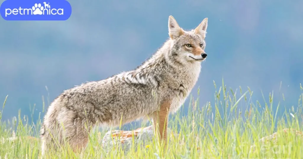 Female Coyote Names