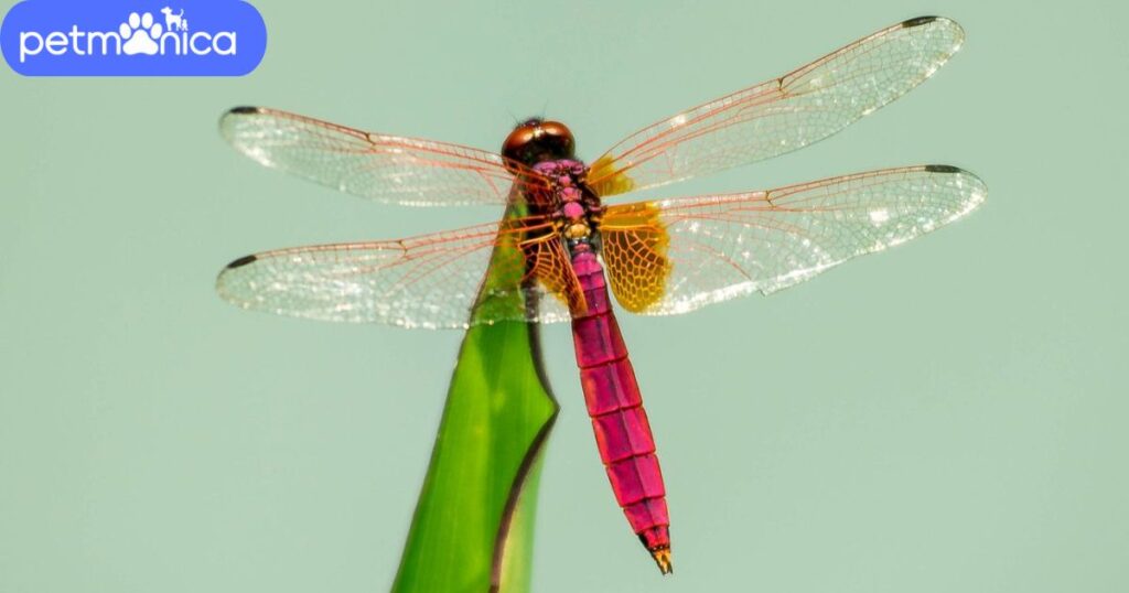 Female Dragonfly Names