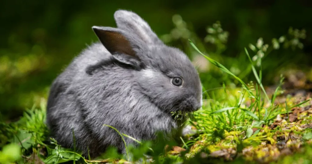 Female Gray Rabbit Names