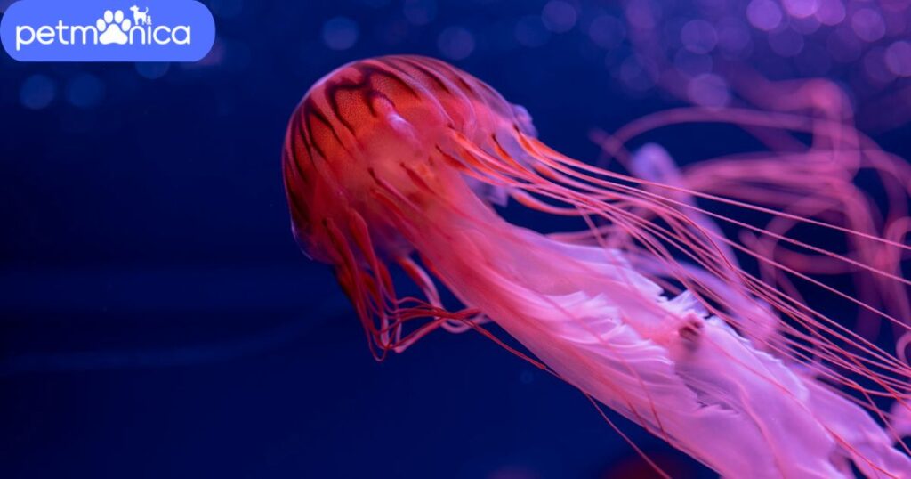 Female Jellyfish Names