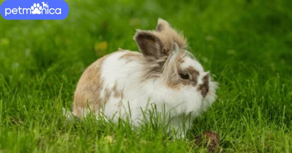 Female Lionhead Rabbit Names