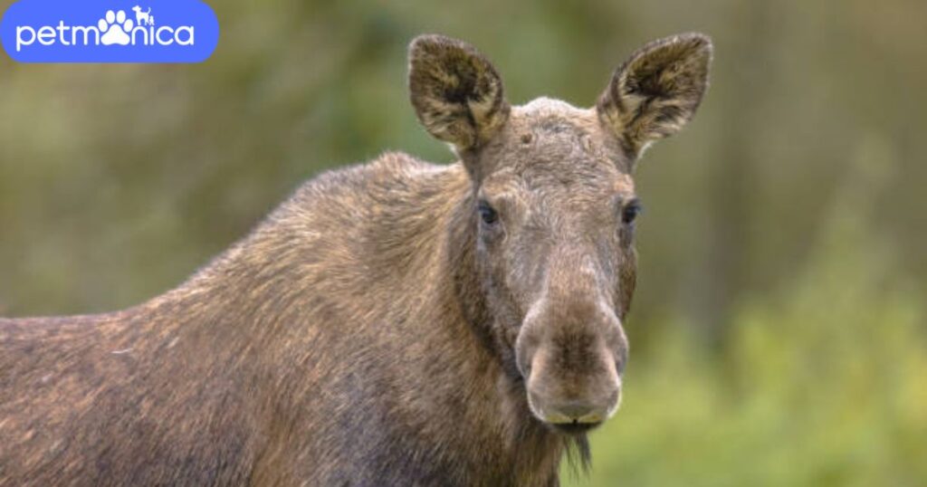 Female Moose Names