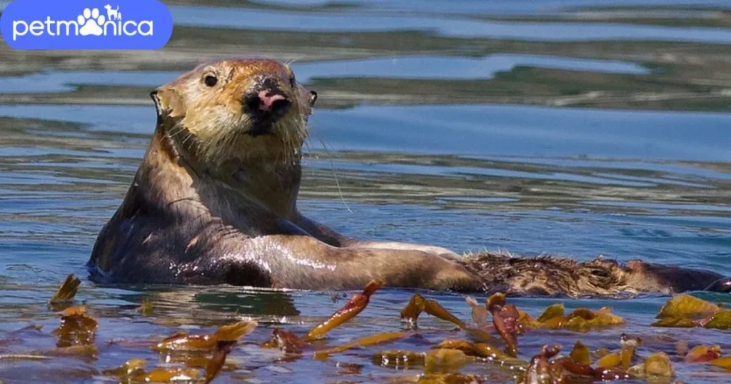 Female Otter Names