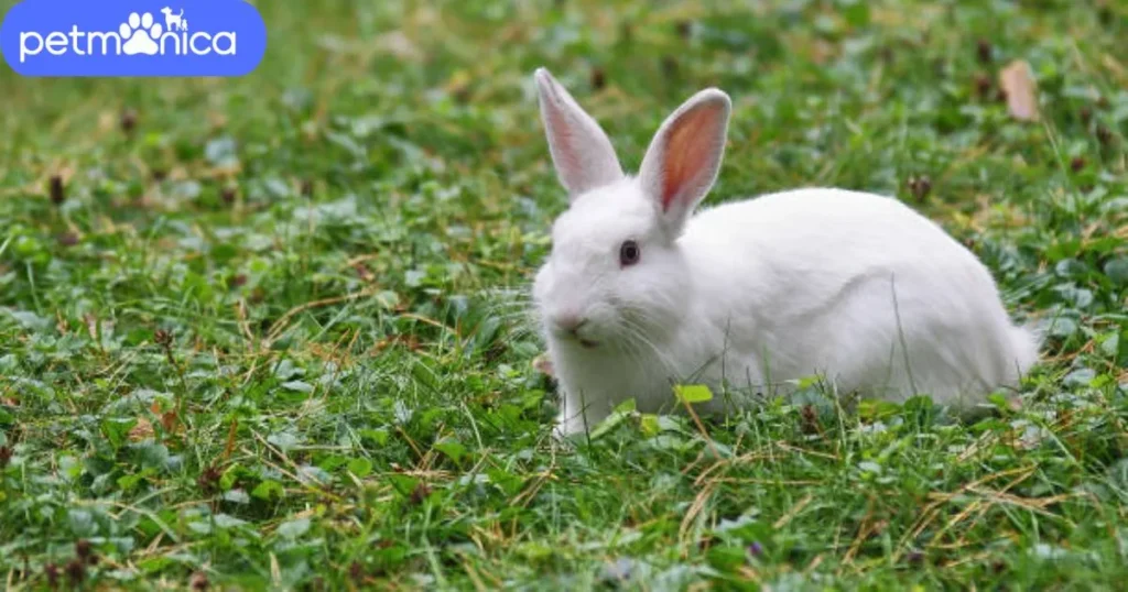 Female White Rabbit Names