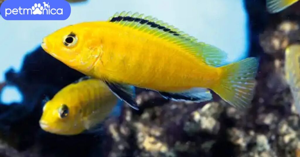 Female Yellow Fish Names